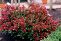 Скимия – Японски люляк (Skimmia japonica), снимка 1