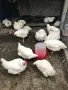Бройлерни кокошки, снимка 2