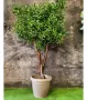 Изкуствено маслиново дръвче, снимка 11