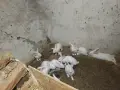 Различни видове зайци за продажба, снимка 6
