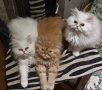 Породисти пухкави персийски котета, снимка 1