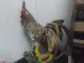 декоративен Петел, снимка 2