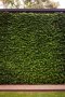 Дива лоза (Parthenocissus quinquefolia), снимка 6