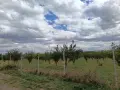 Овощна градина сорт Стенлей , снимка 1