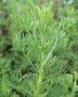 Храстовиден пелин (Artemisia abrotanum) - Лечебен, снимка 1 - Разсади - 40384180
