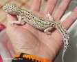 Леопардови гекони Diablo Blanco (Eublepharis macularius) , снимка 9