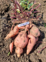 Разсад от Сладки картофи (Батати) 8 сорта, снимка 6