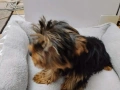Йоркширски териер , снимка 6
