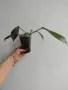 Филодендрон, philodendron Joepii, снимка 2