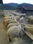 Продавам стадо офце, снимка 1