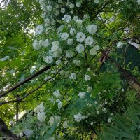 Резници бял трендафил 💥, снимка 1 - Градински цветя и растения - 14774989