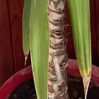 юка, снимка 2 - Стайни растения - 40618111