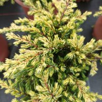 Хвойна Голдшатс, Juniperus Goldschats, студоустойчива!!, снимка 7 - Градински цветя и растения - 38563034