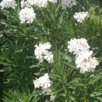 Зокум/олеандър/, снимка 1 - Градински цветя и растения - 42655922