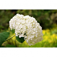 Хидрангея Annabelle Hydrangea, снимка 3 - Градински цветя и растения - 36476745