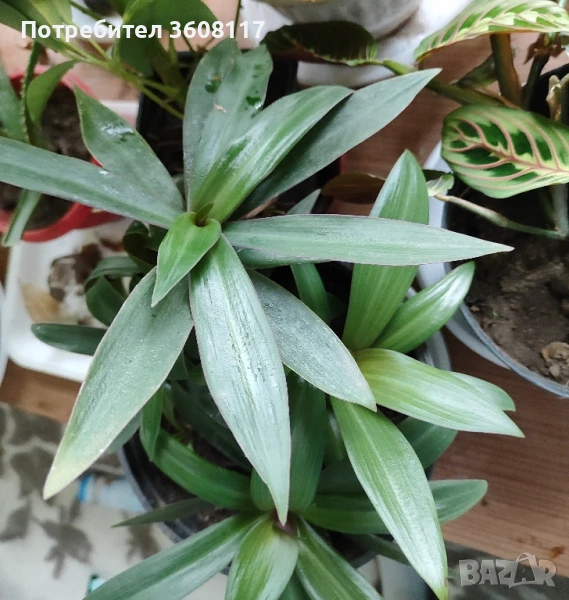 традесканция Рео , снимка 1