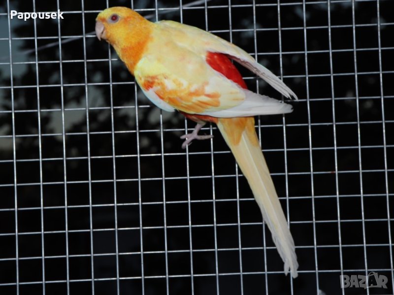 Пойни Папагали, снимка 1