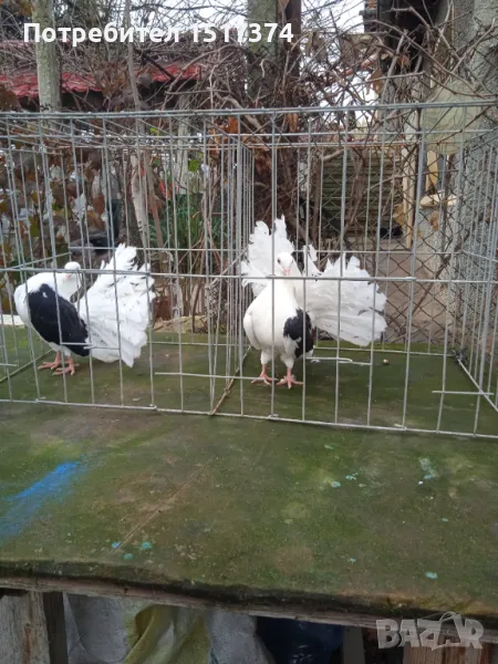 Фенерлии мъжки, снимка 1