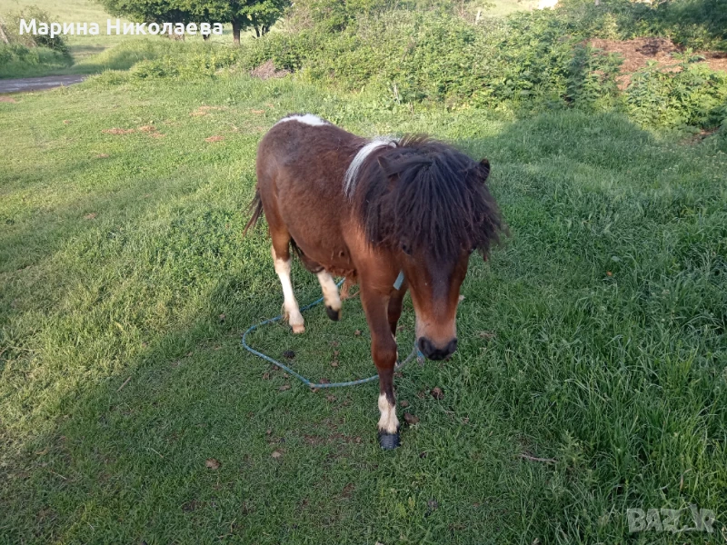 Своободно мъжко пони, снимка 1