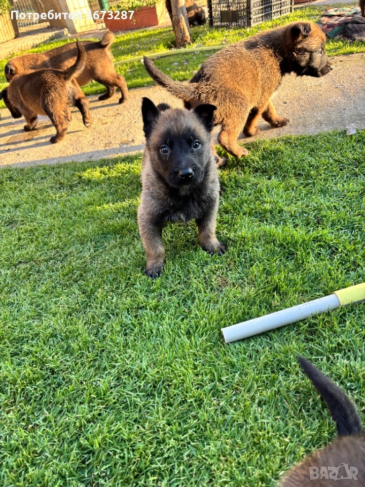 Белгийска овчарка Малинова, снимка 1