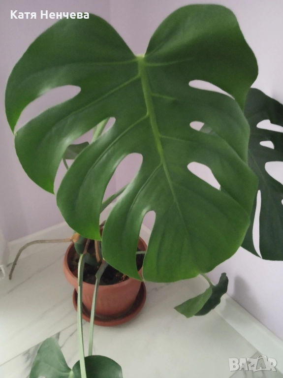 филадендрон, снимка 1