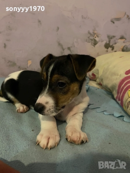 ДЖАК РЪСЕЛ БЕБЕТА 1210251006, снимка 1