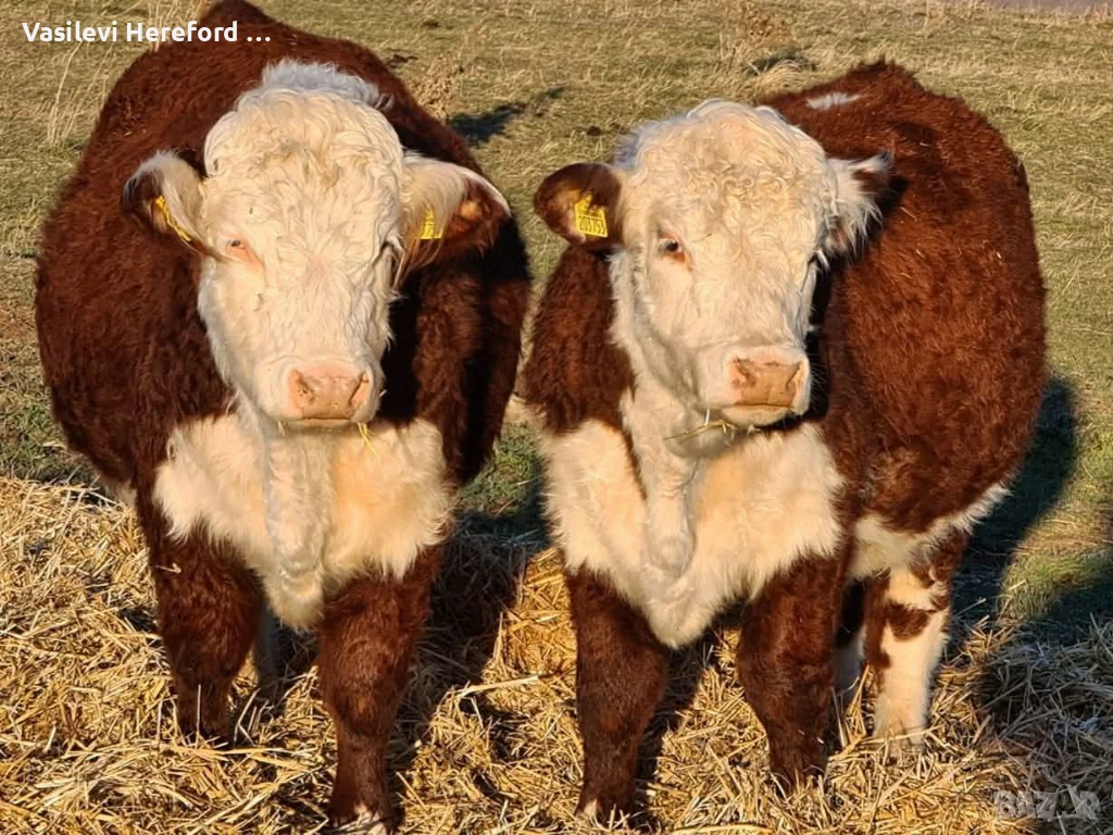 Елитни бикове Херефорд , снимка 1