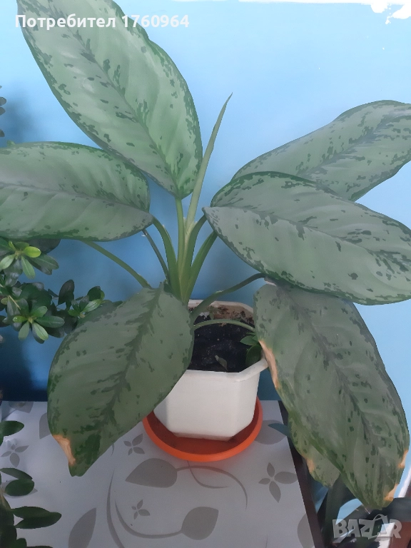 Фикус "Бенжамин",Аглаонема силвер,, снимка 1