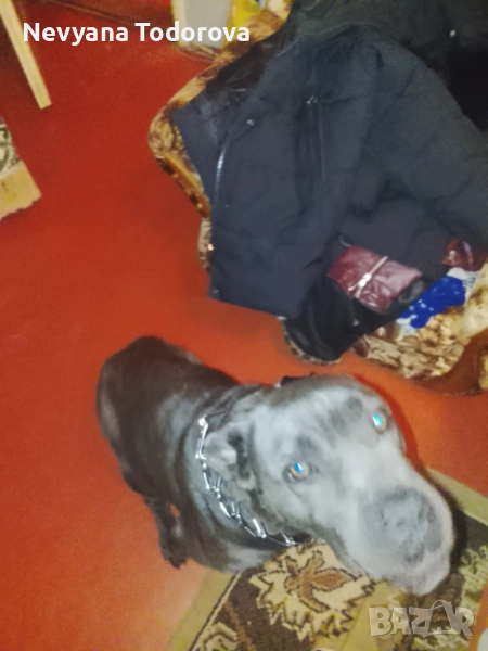 Prodavam speshno 3 godishna jenska Cane Corso , снимка 1