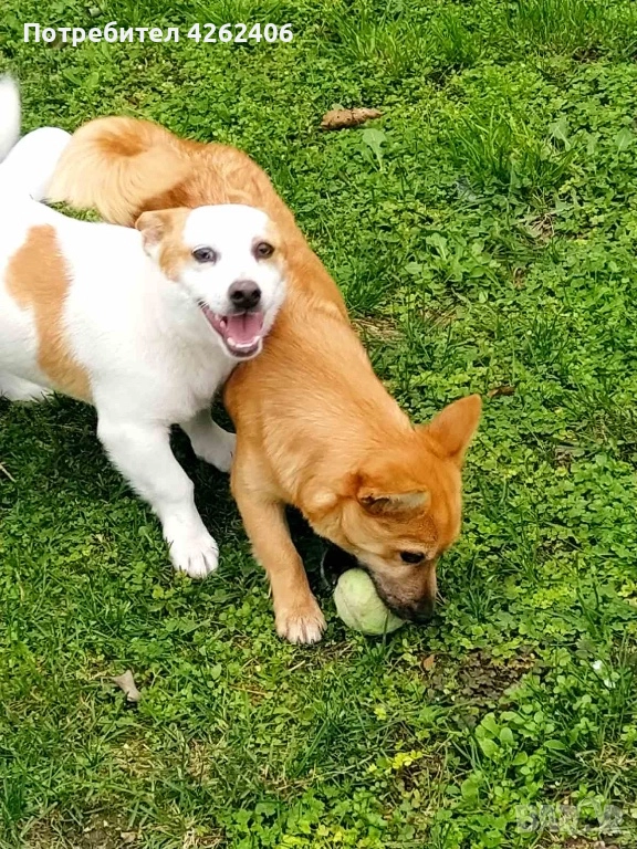 Продавам женско кученце, снимка 1