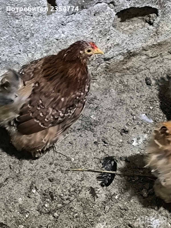 кокошки мини кохини, снимка 1