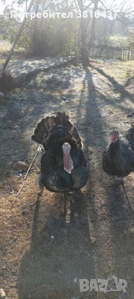 продавам пуйки и пуяци цена 120 ЛВ за Брой, снимка 1