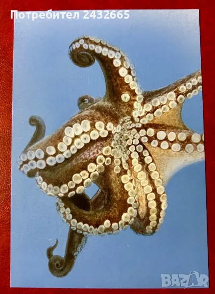 2335к. Нидерландия 2024 = “ Фауна. Морски живот от остров Бонер. “ , Картички, снимка 1