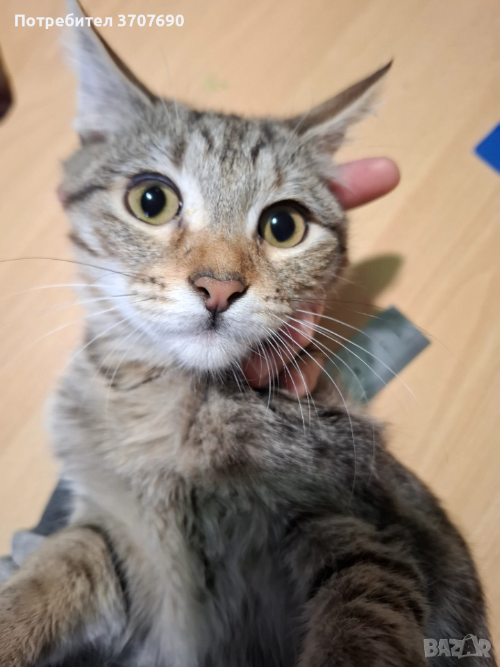 Много нежно и мекичко женско котенце, снимка 1