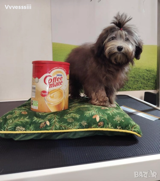 Малтипу (болонка+ТОЙ пудел), снимка 1