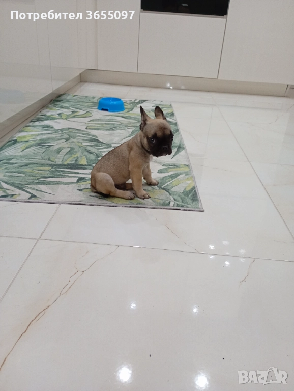 💥Продавам мъжки френски булдог на 2 месеца, снимка 1