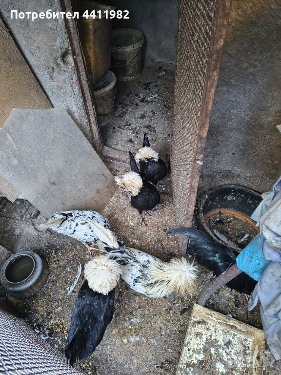 Продавам порода холандски кокошки, млади, четири двойки , снимка 1