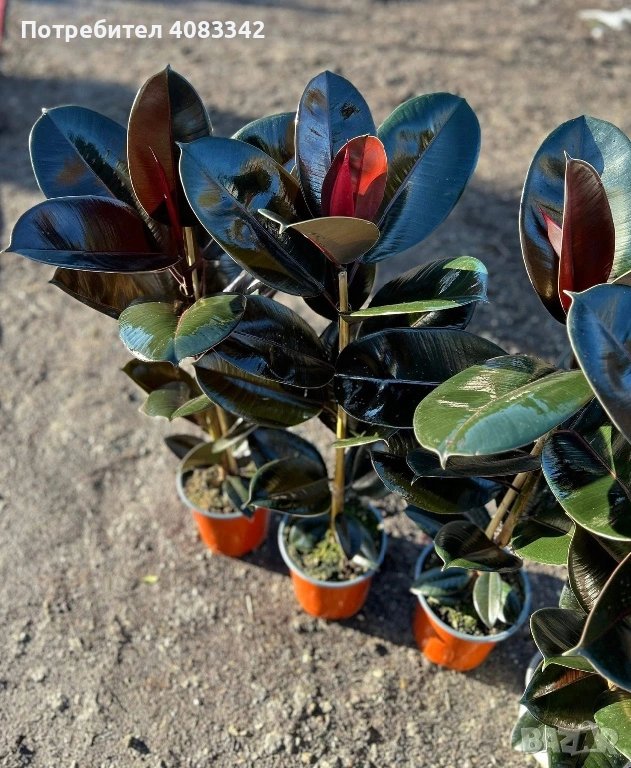 Фикус, снимка 1