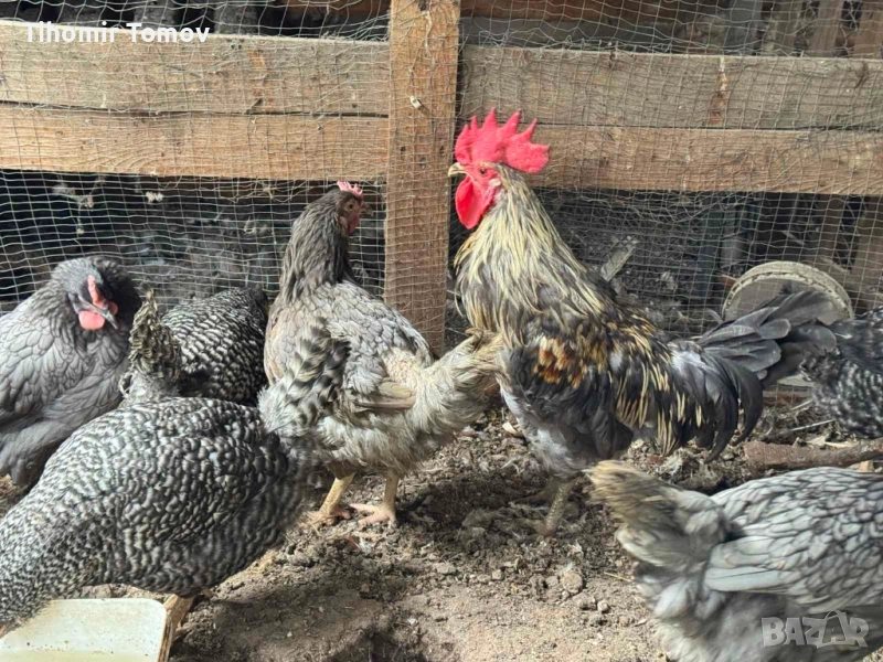 продавам ярки петли, снимка 1