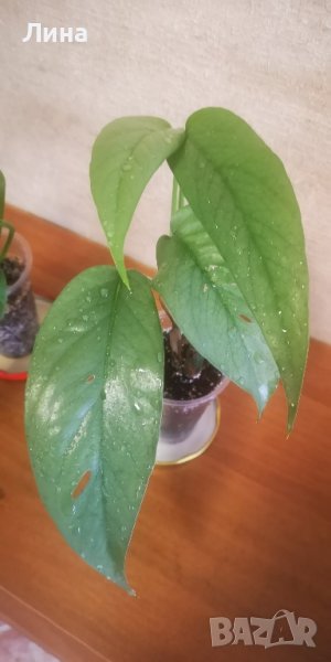 Епипремнум Себу блу/Epipremnum Pinnatum Cebu Blue/, снимка 1