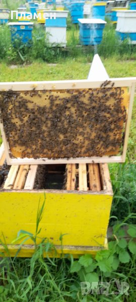 Пчелни отводки лицензиран производител (биологични и конвенционални), снимка 1