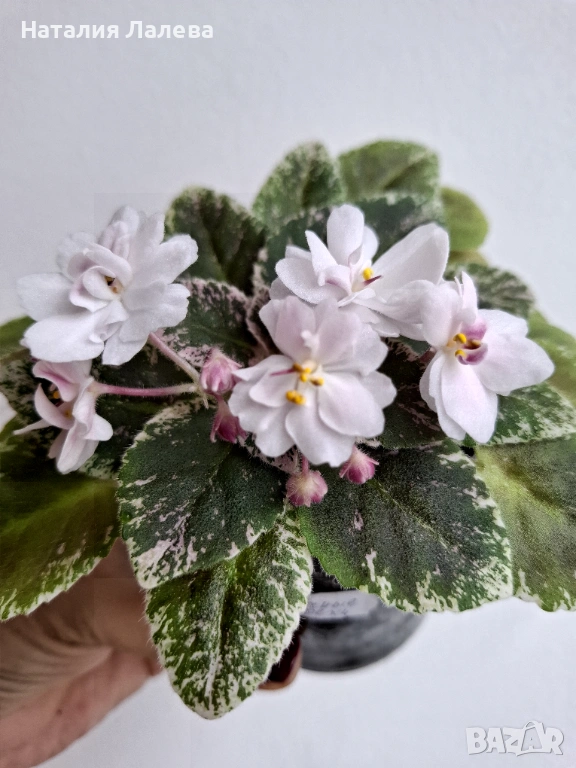 Мини сентполия, АВ-Молочные Реки, снимка 1