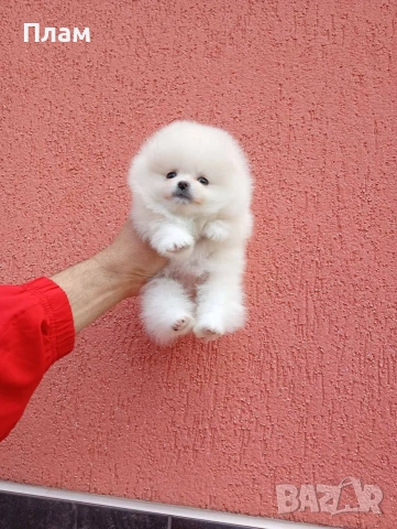 Бяло мини момиченце. Померан. Реални снимки!