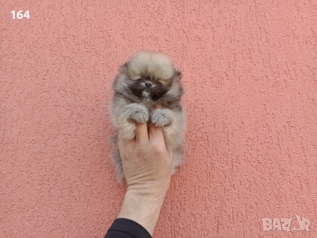 Мини Померан Реални снимки от 17.03.26 г. Миниатюрен !