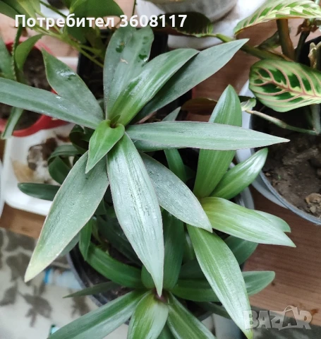 традесканция Рео 