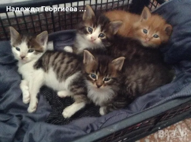 Хотел за кучета , котки, зайци, гризачи и птици, снимка 6 - Ветеринари и услуги - 48148785