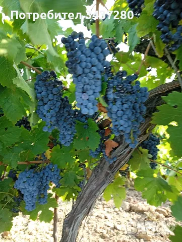 Грозде "Мерло" за вино 🍷, снимка 2 - Разсади - 55978080