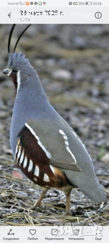 Планински пъдпъдъци , снимка 3 - други­ - 52923922