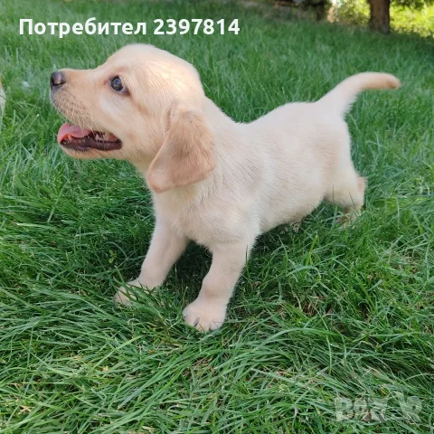 Лабрадор ретривър 