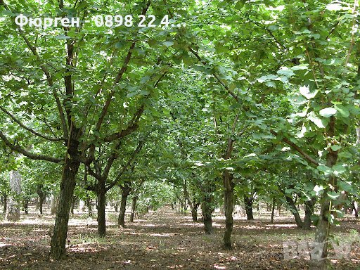 Лешник дърво - Tonda Di Giffoni - Тонда ди джифони Облагородени растения, снимка 3 - Разсади - 38186738